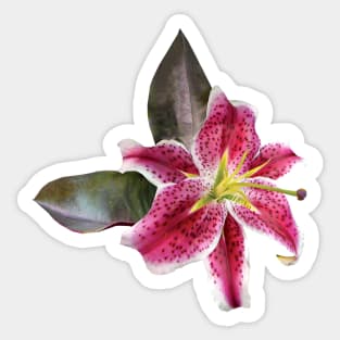 Lilies - One Stargazer Lily Sticker